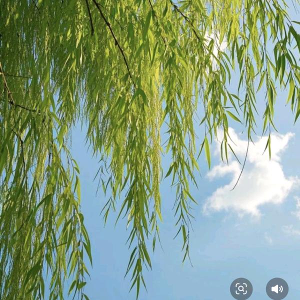 苹果777