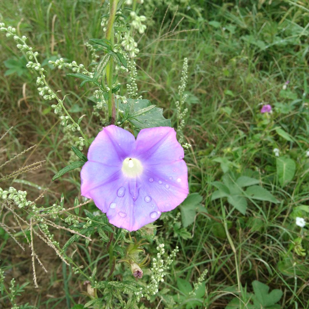 蜜农（农业人）