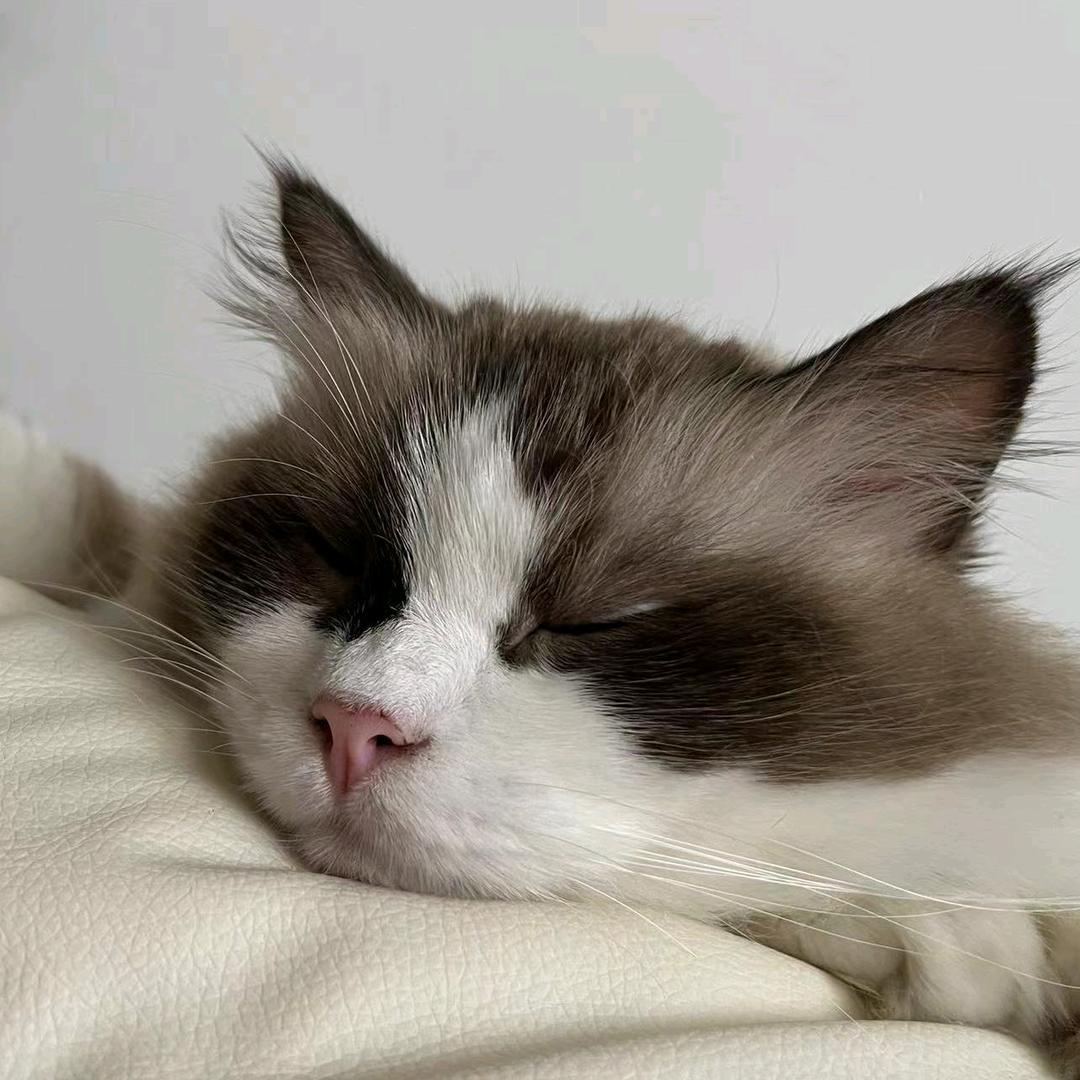 肥肥猫的店铺