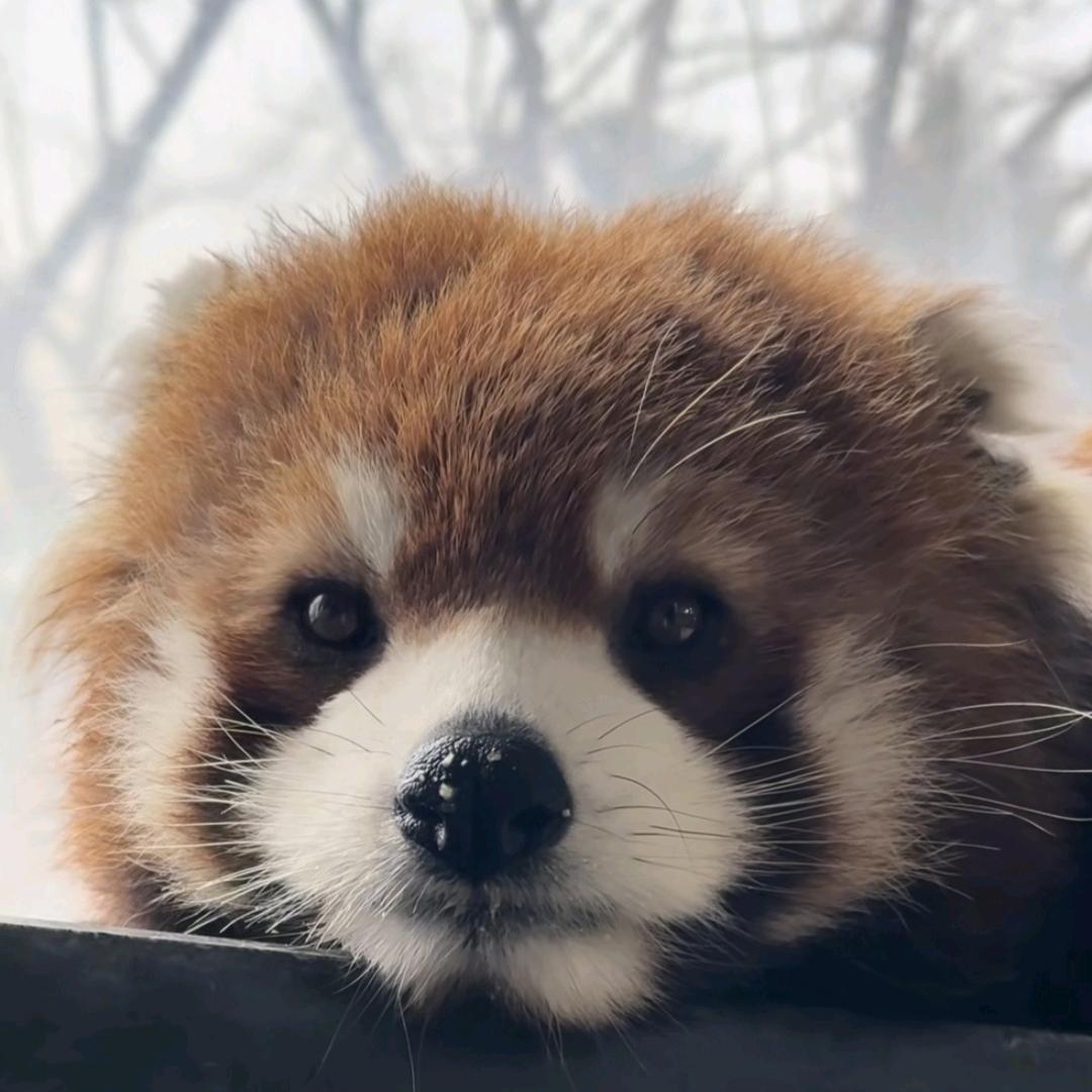 昵称
