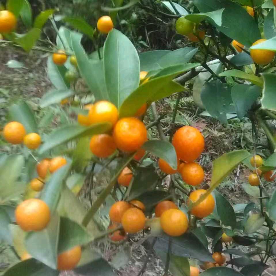 红果果