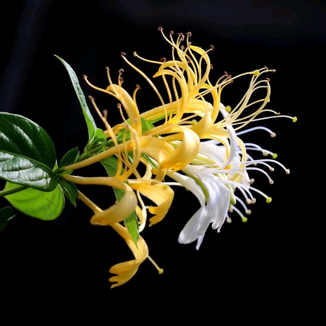 金银花