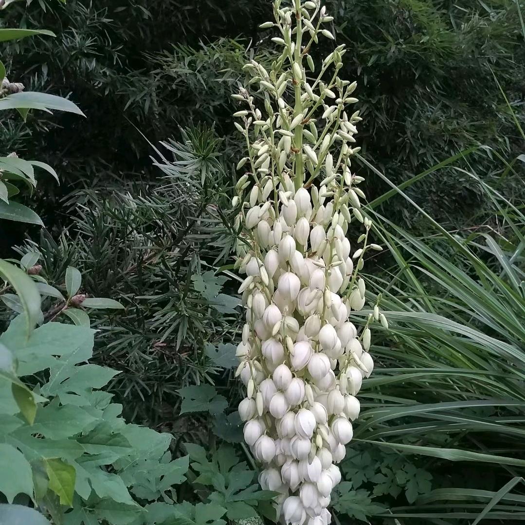 ☞ 陌上花开☜