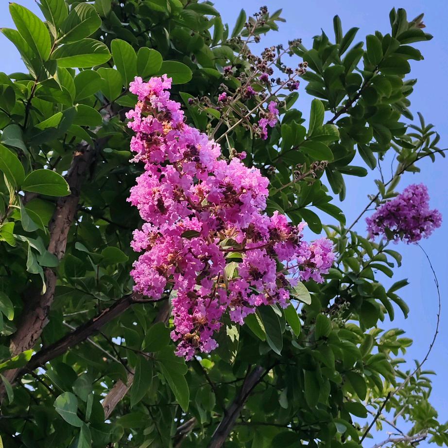 我爱吃干果