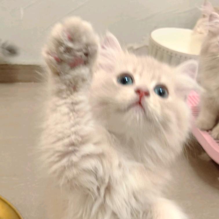 喵了个咪的猫猫之家