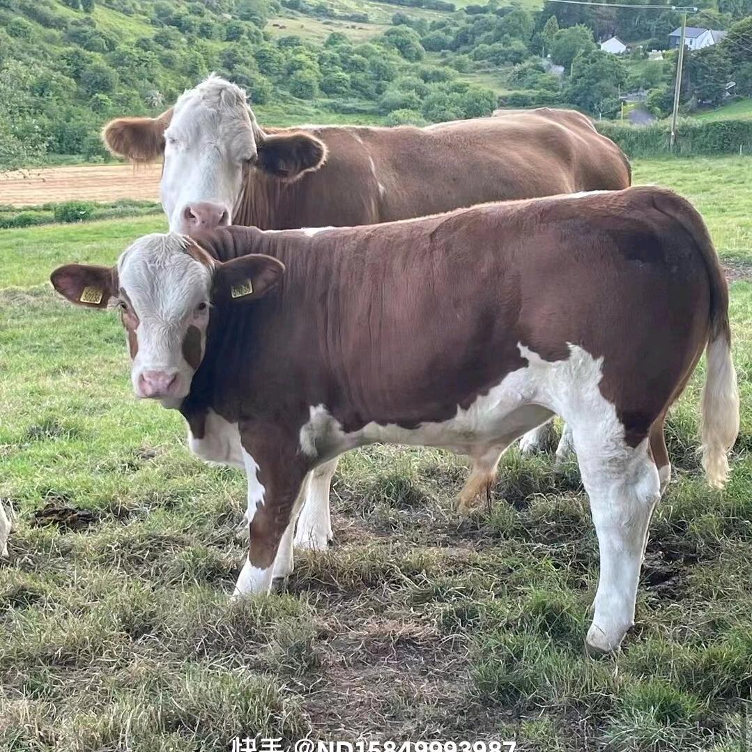 威宁养殖，小管