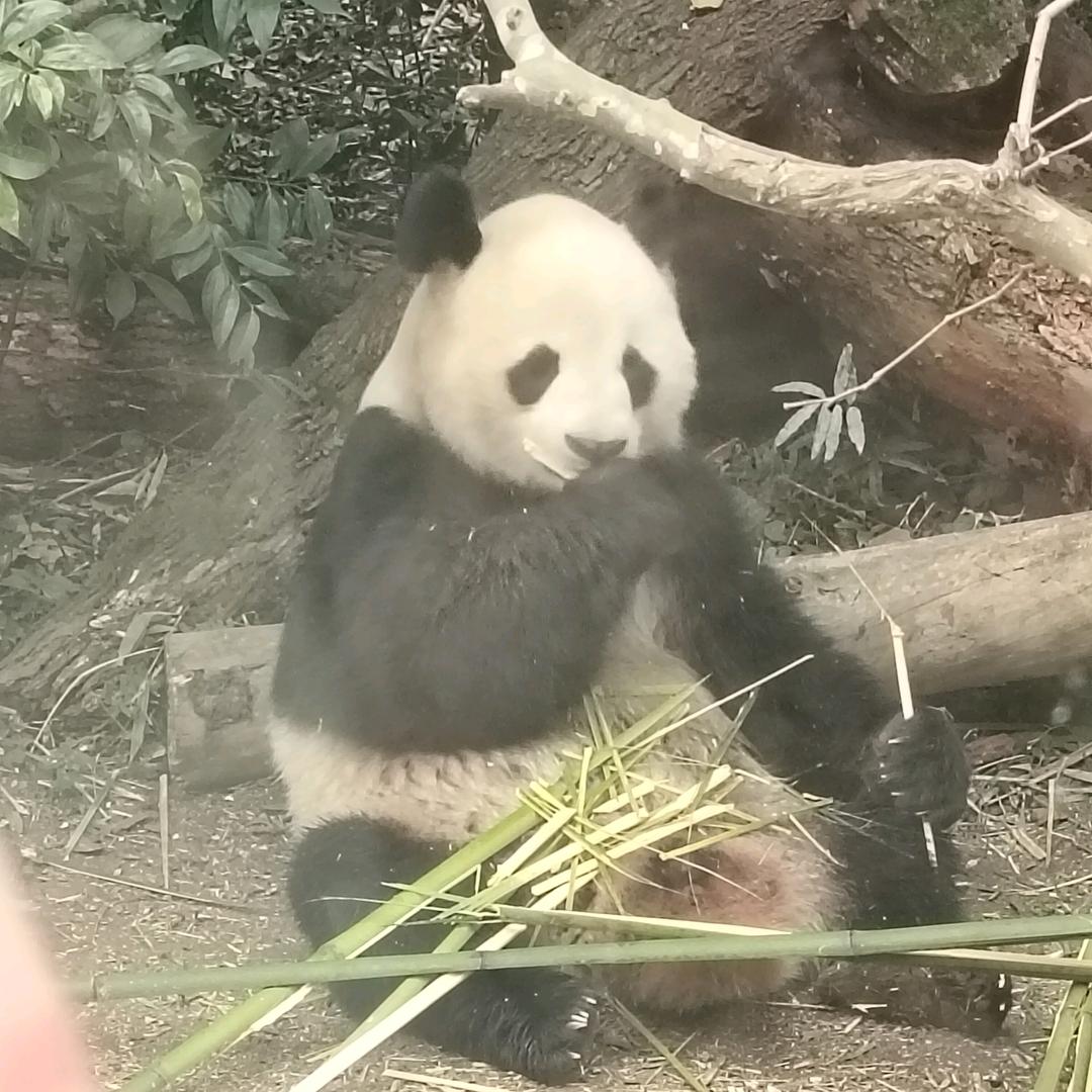 G~阳