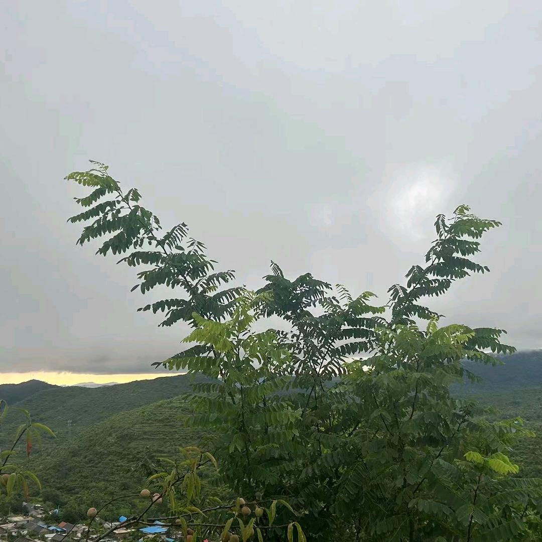 庆玲玲严选