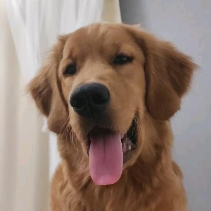 81的叭叭🍪🍕🥪🥧