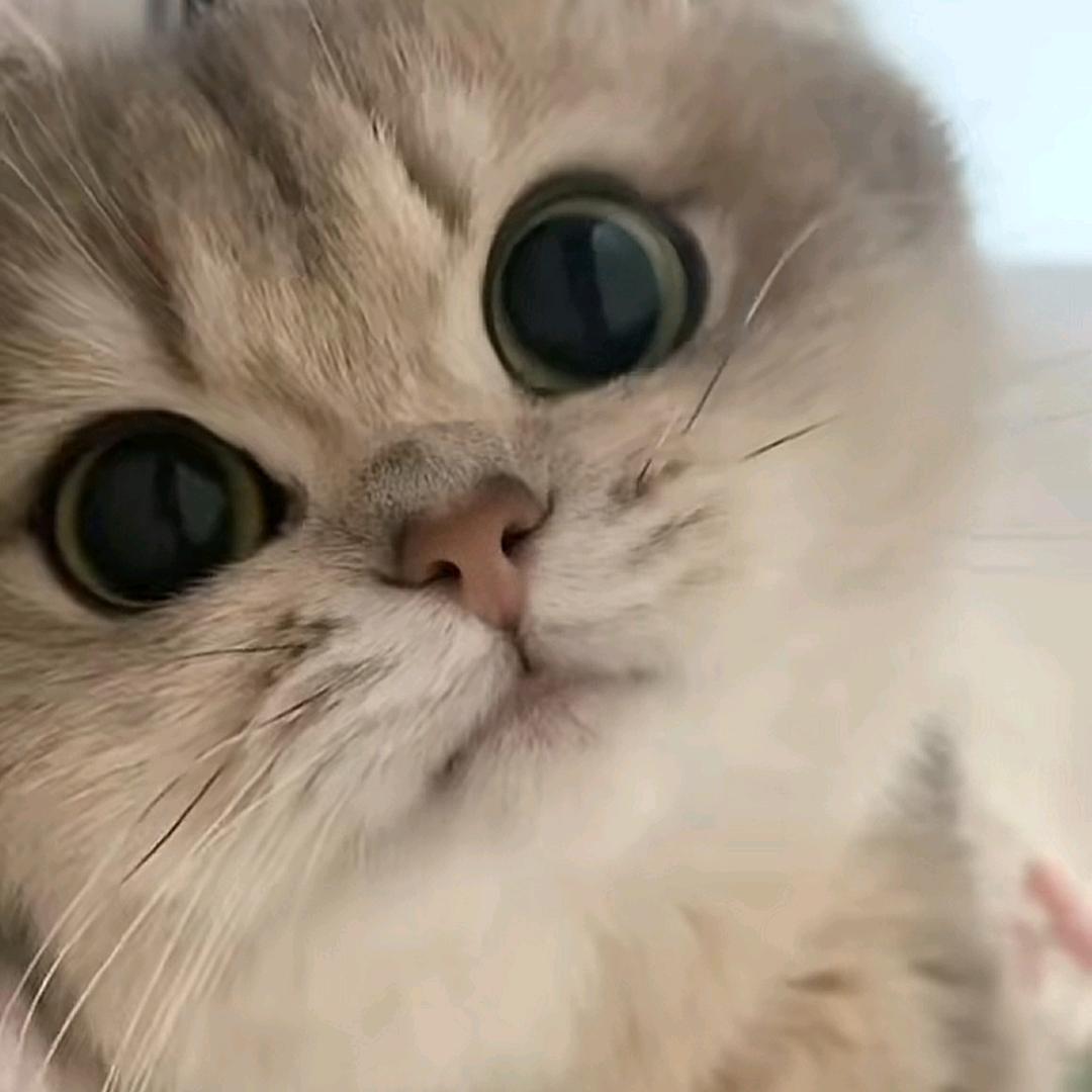 江月清风