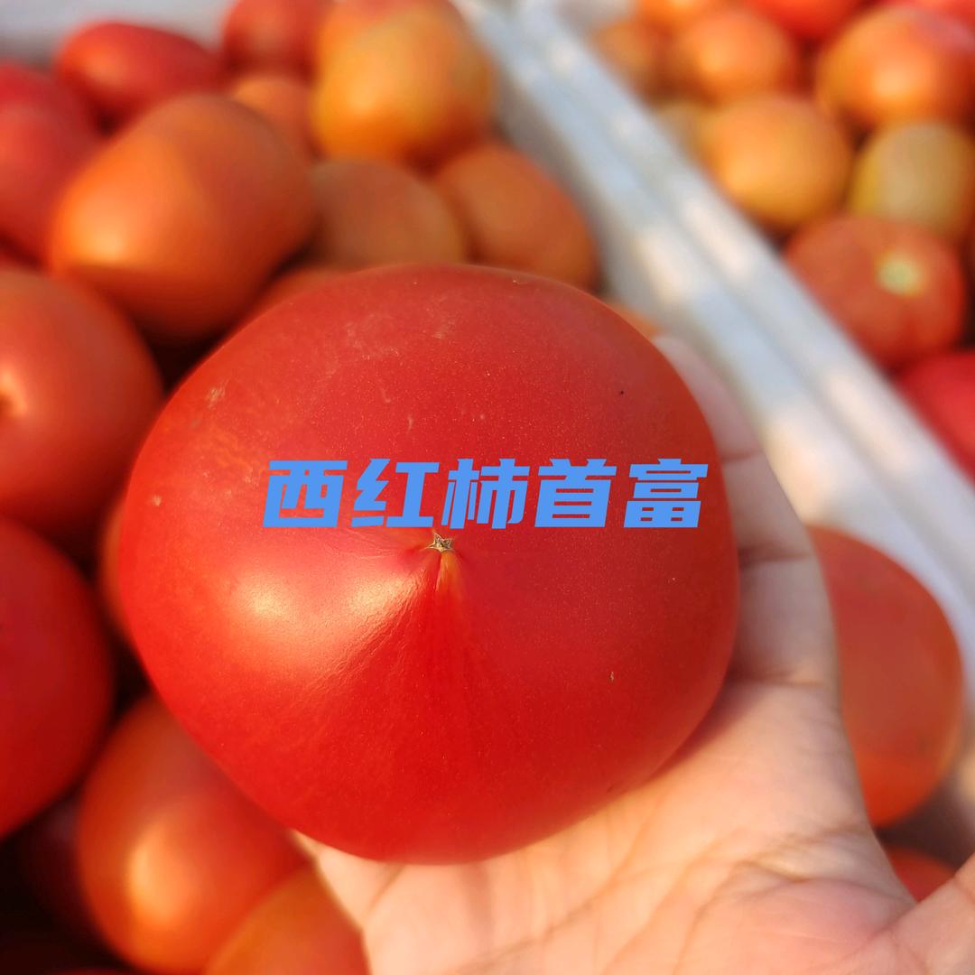 西红柿实力代收