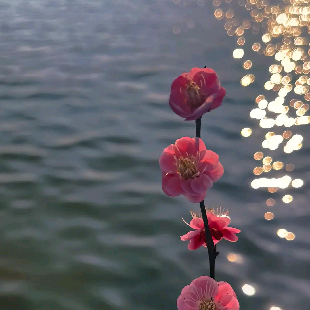 酒喝半醉，人爱半分