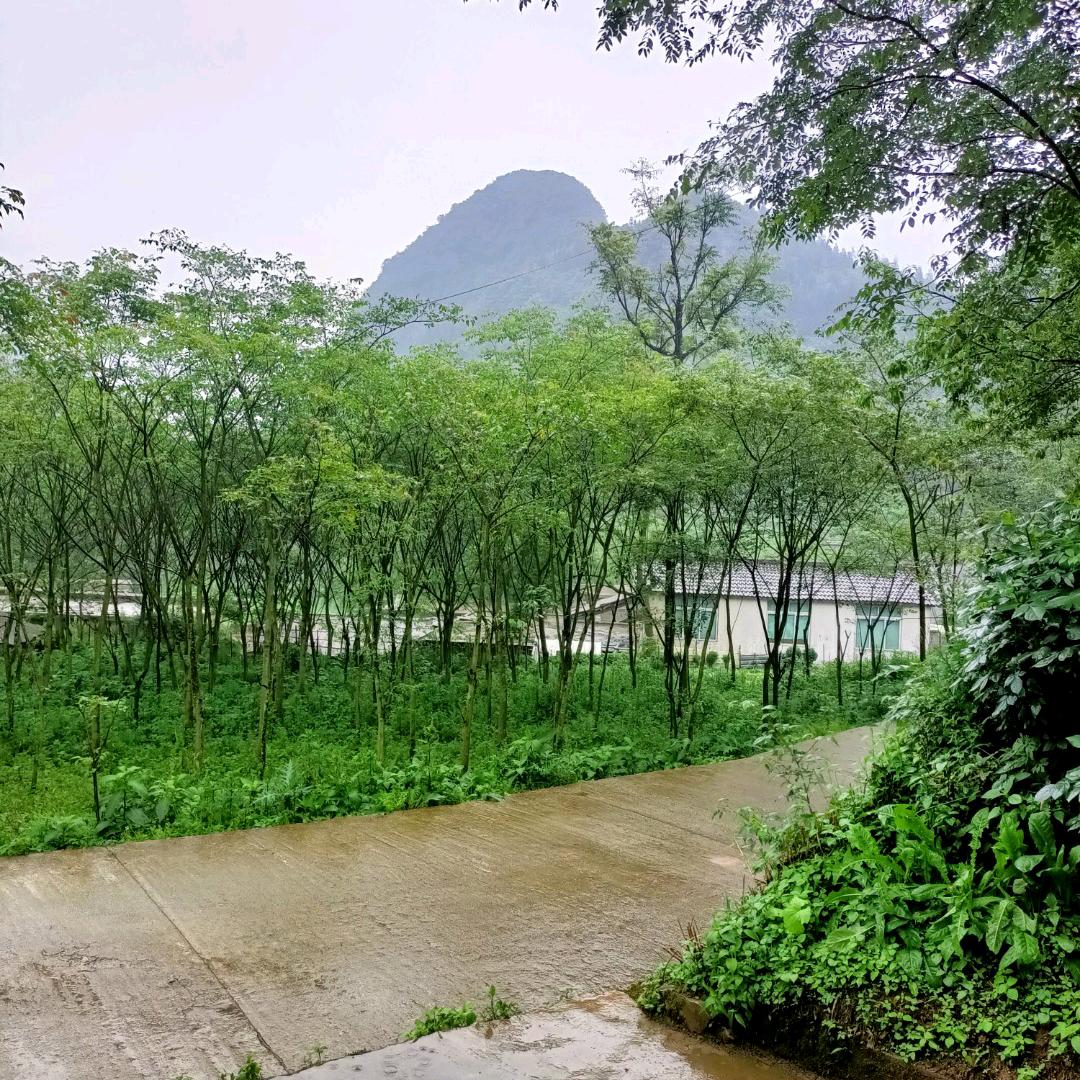 张胜举