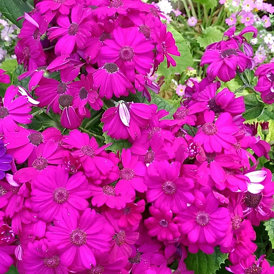 ttcbeyJrZXkiOiJ6bGlu