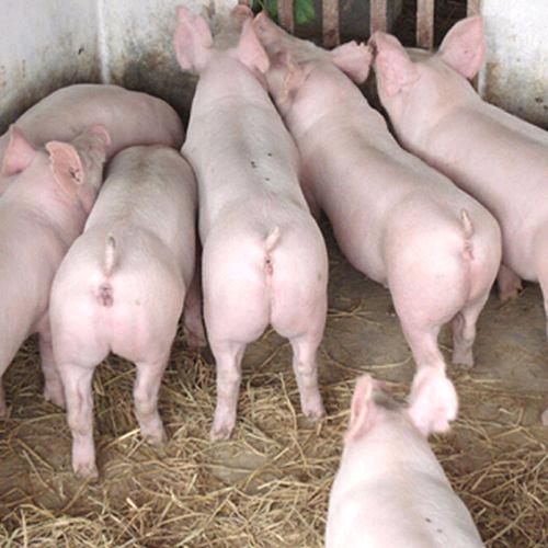 母猪猪苗繁育基地