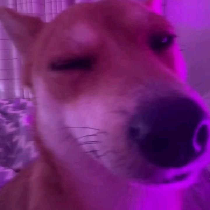 二哈