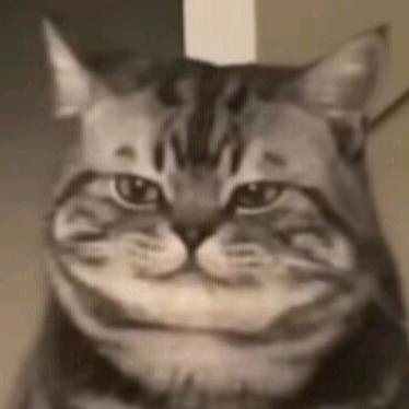 桃若魅影如孤鸿