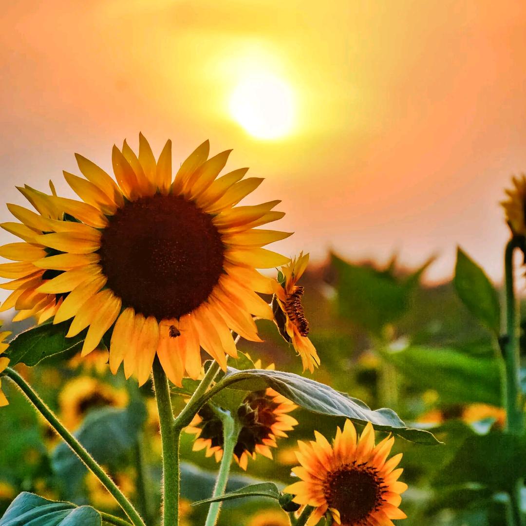 向日葵🌻