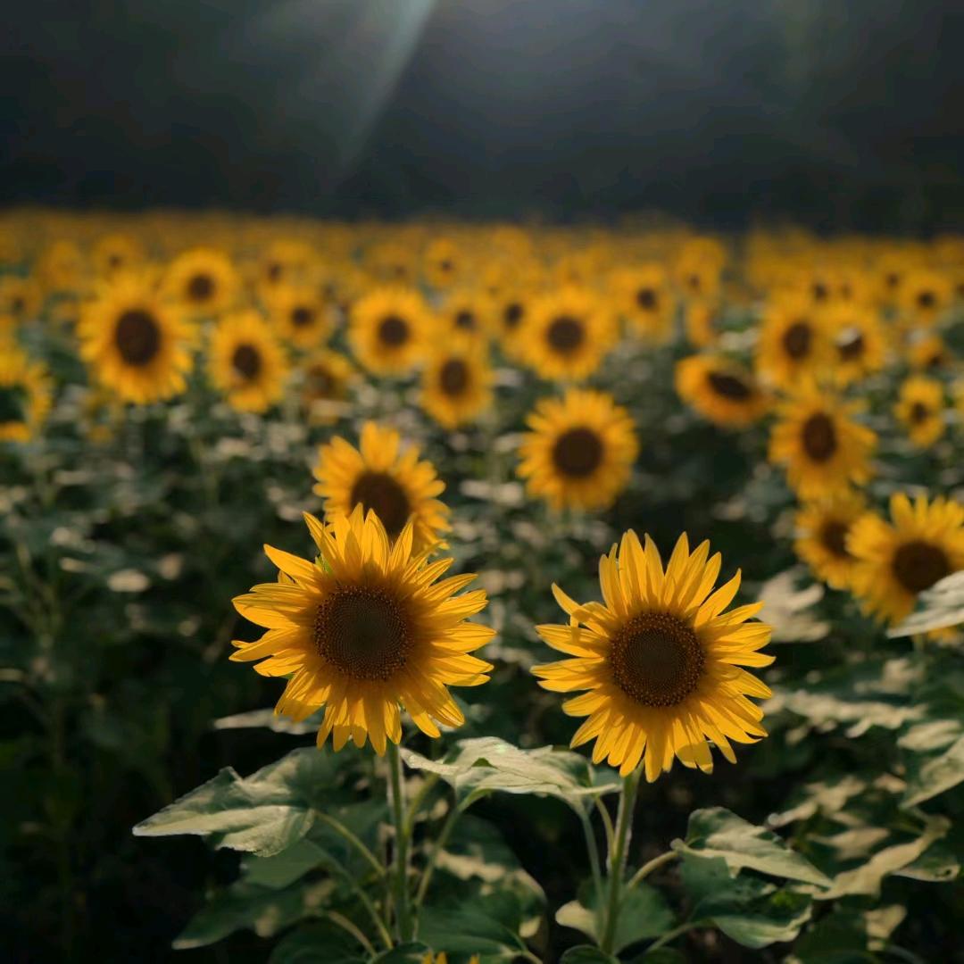 柠檬麻麻👩🏻（谢绝连赞）