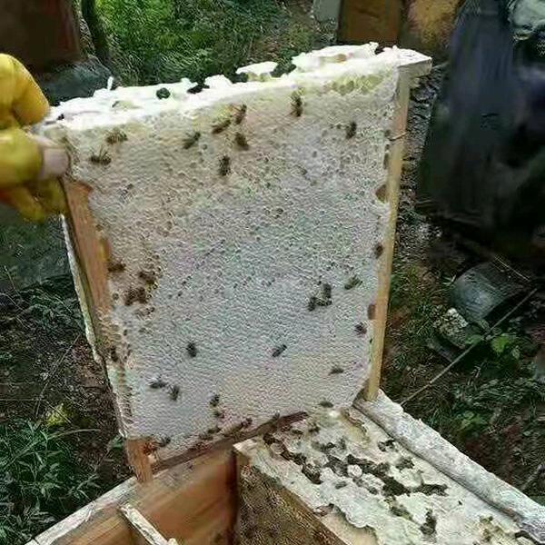 养蜂老砍