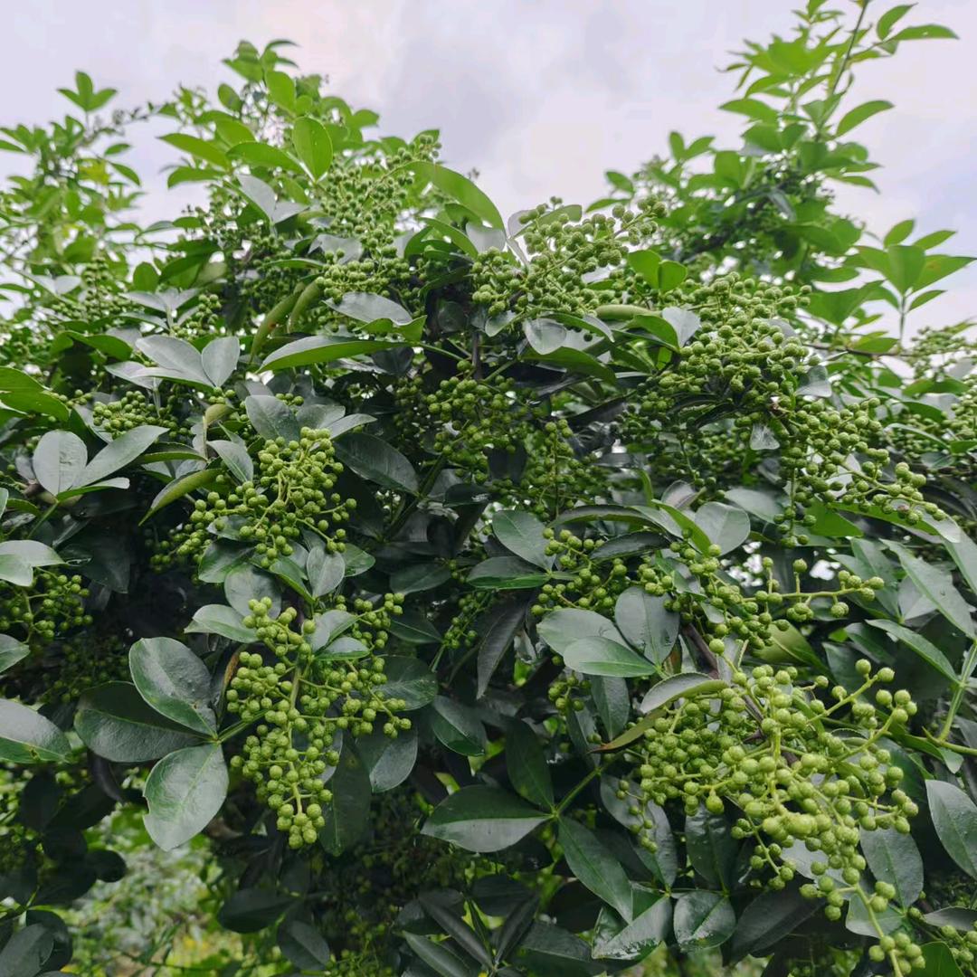 嘴麻心善花椒