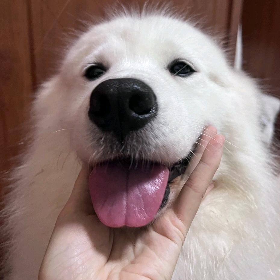 一汪🦢（尊师王佳馨🪿）