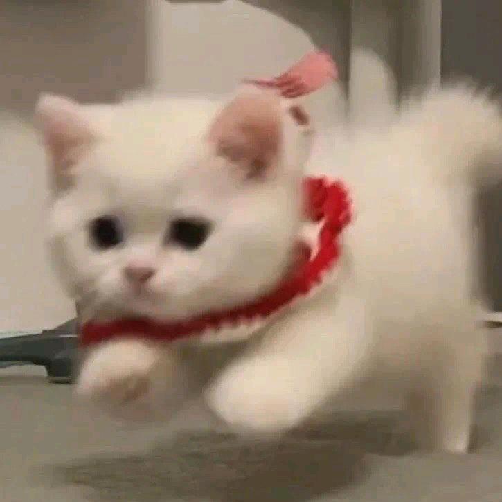 橄榄枝叶