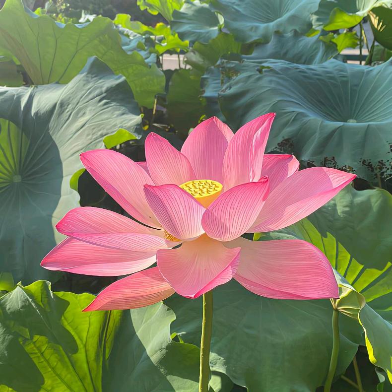 此心光明