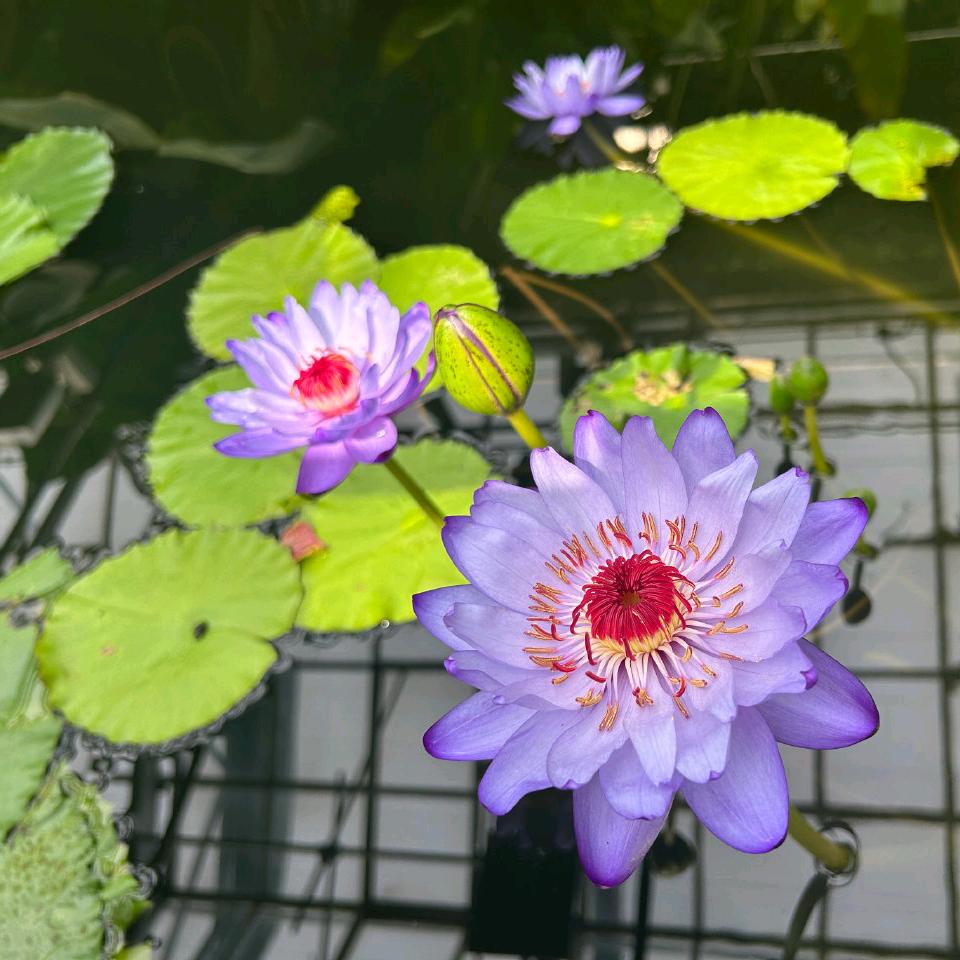 年糕猪（见过徐必成版）