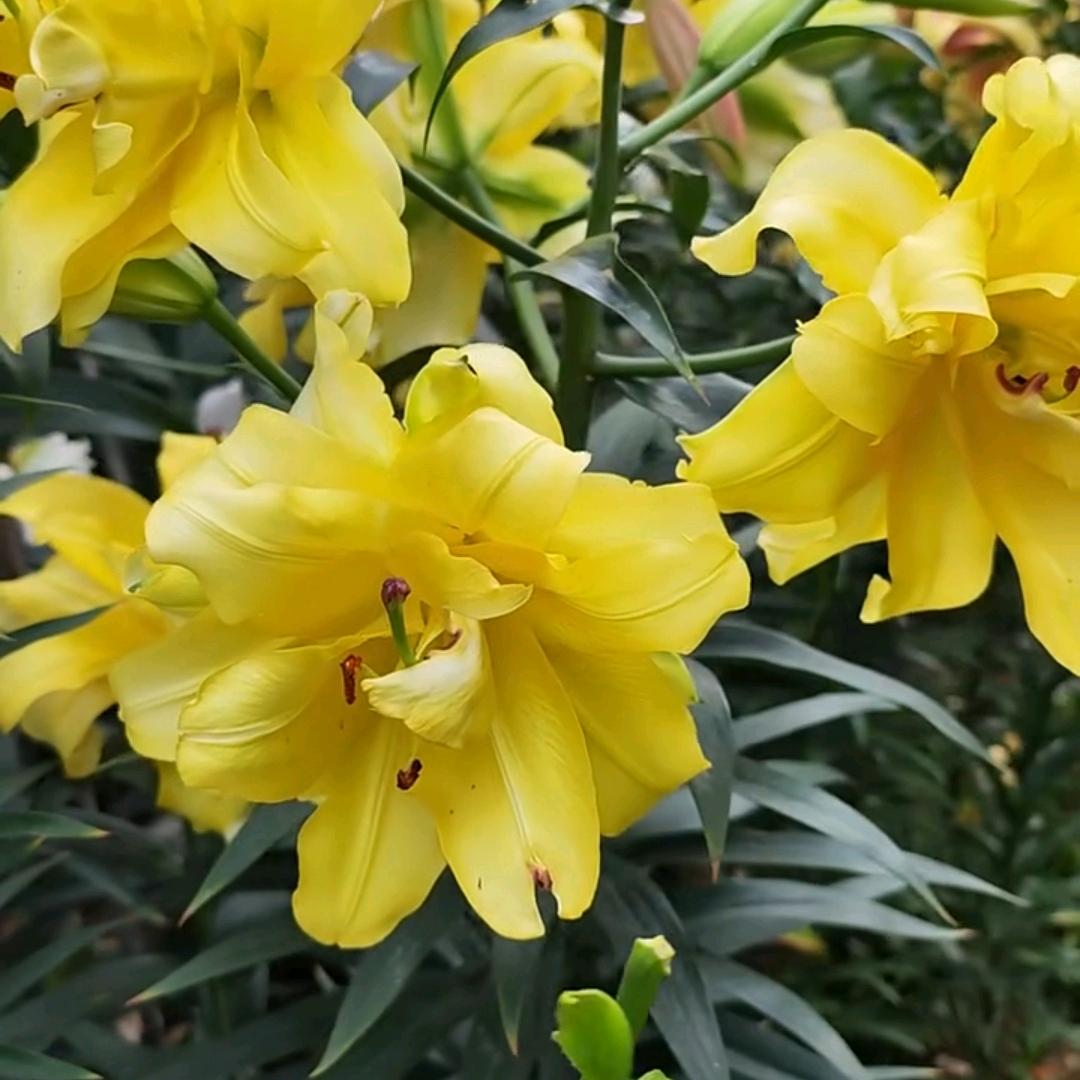 鼓捣花草