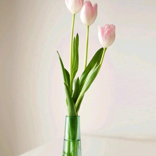 蜂卢迷盲(蜂缘丝依)