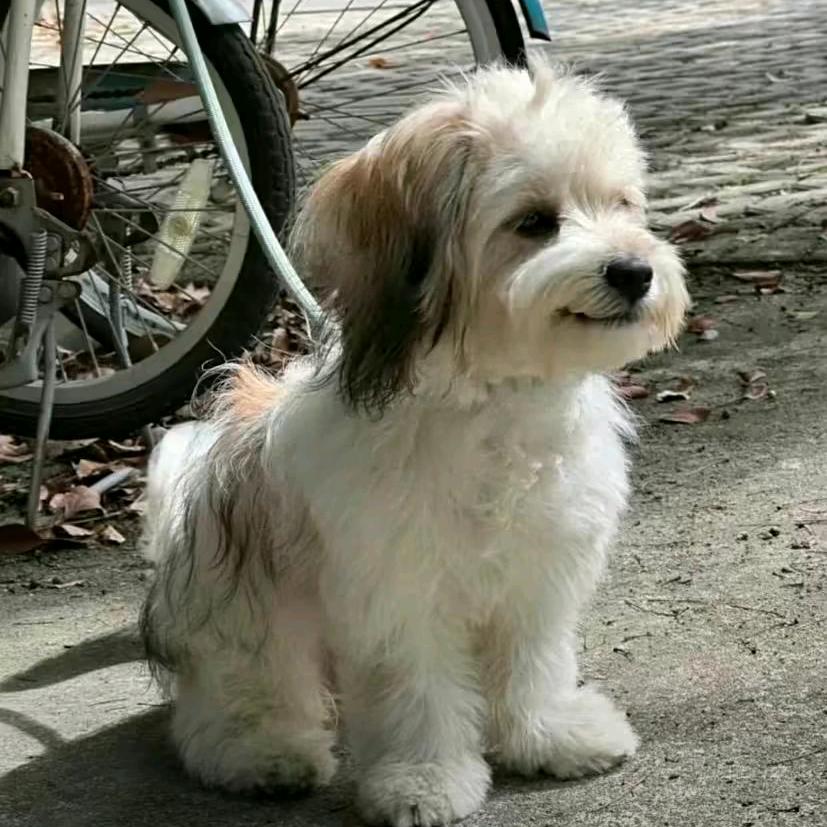 贺春归