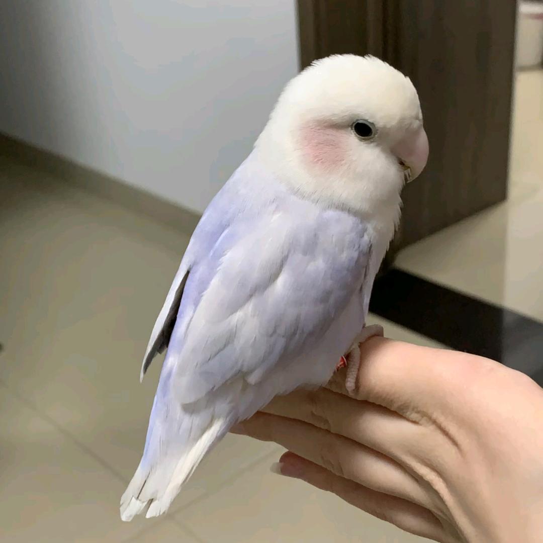 牡丹鹦鹉“瓜子儿”