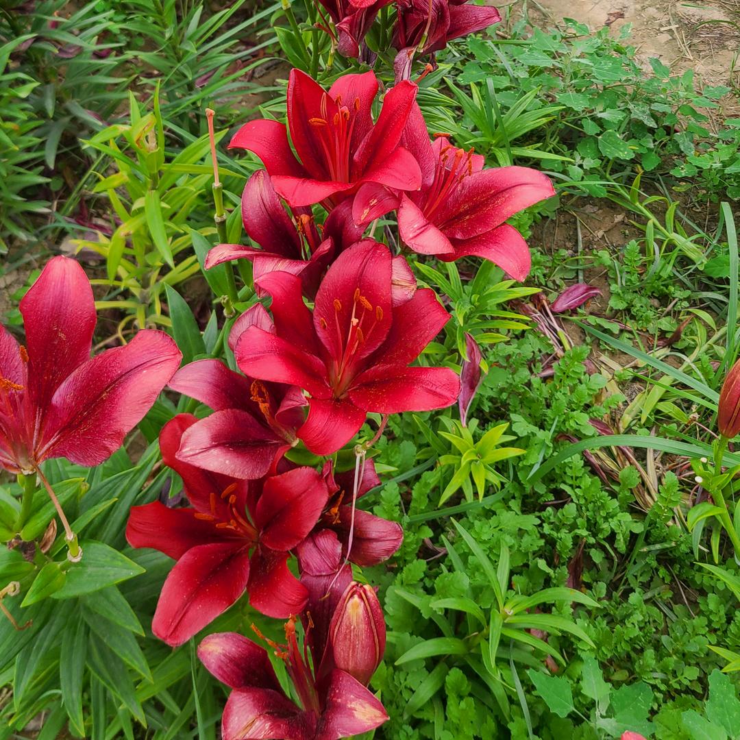 春暖花开