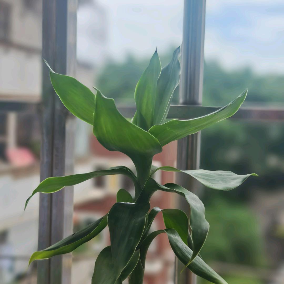 想放假的小酥