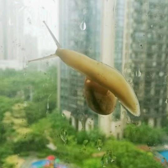 爱米丽