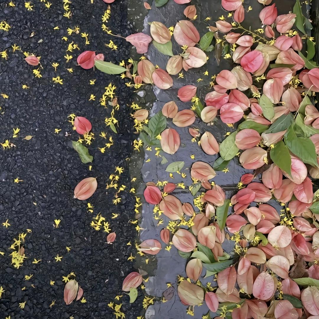 堇色三合
