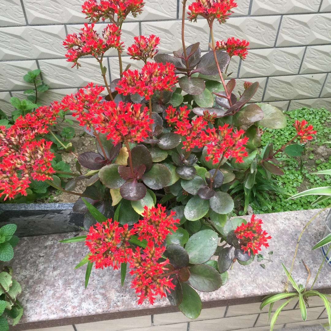 凤美