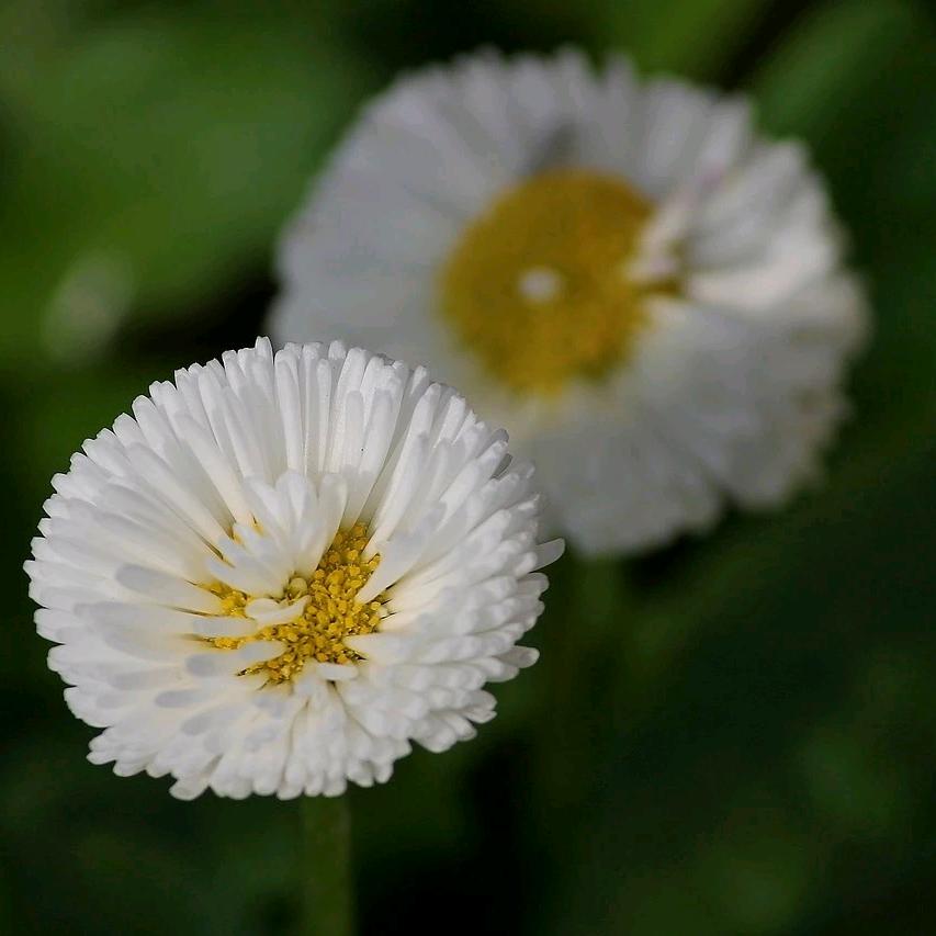 🌻逐光而行ʕ ᵔᴥᵔ ʔ