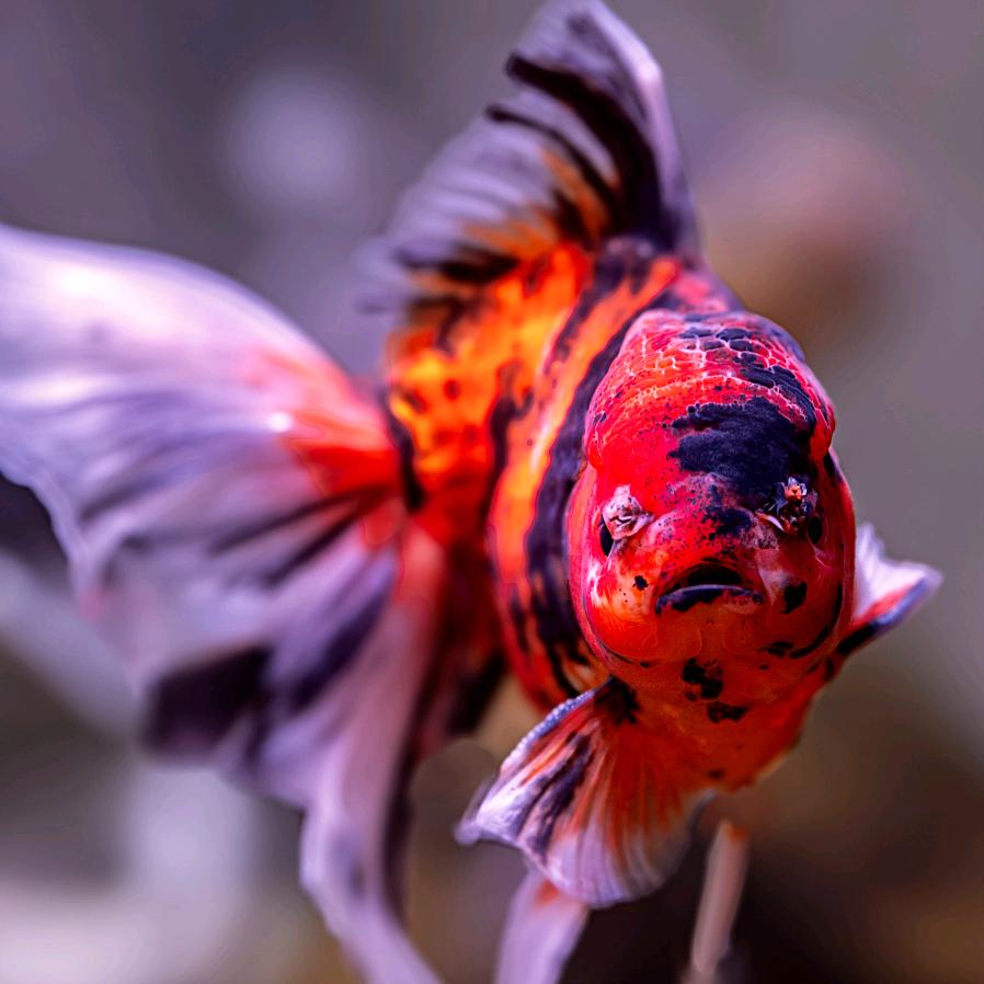 Flody
