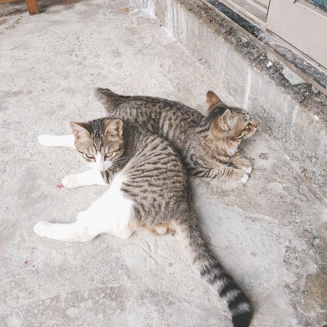 钢琴上的猫咪