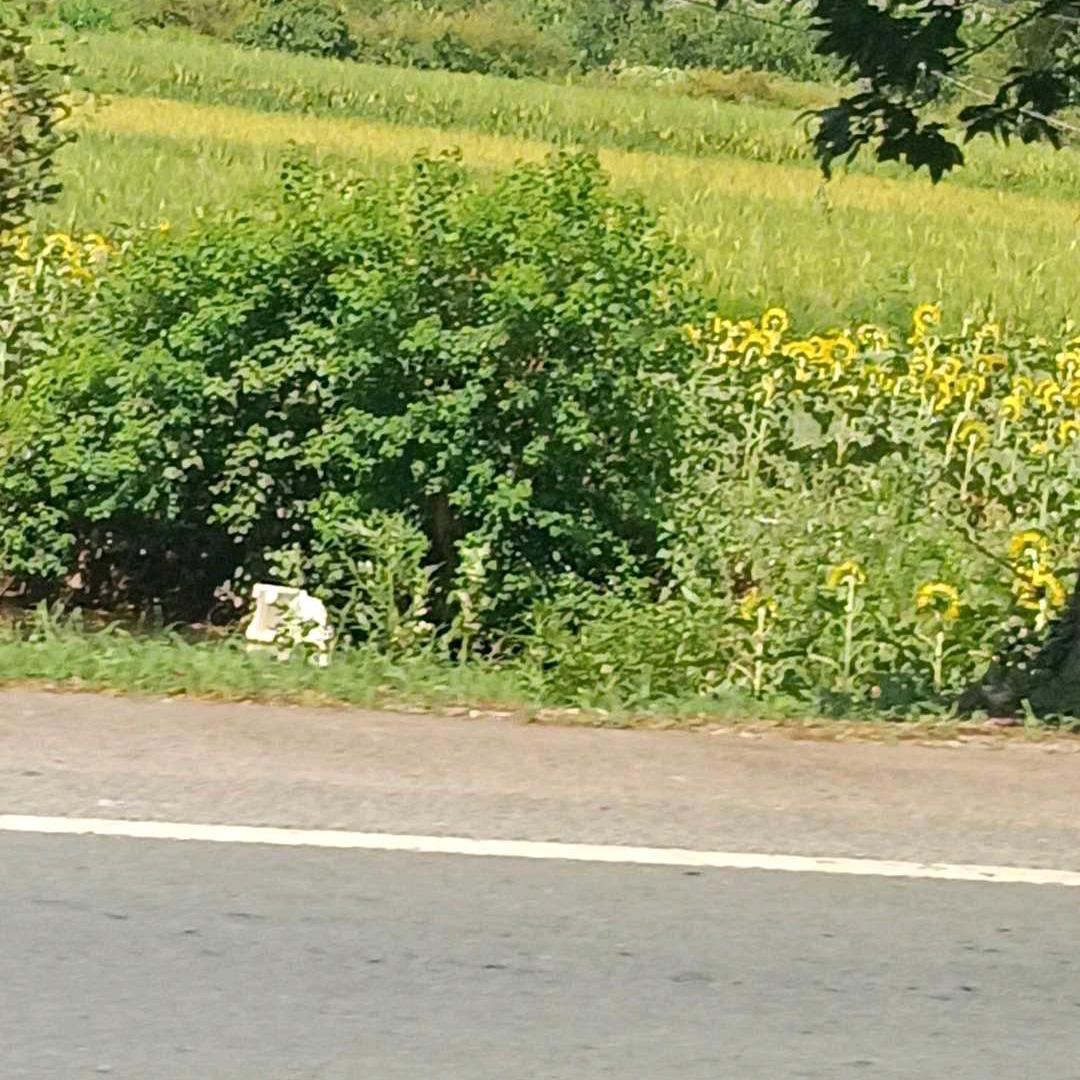 先哭后甜