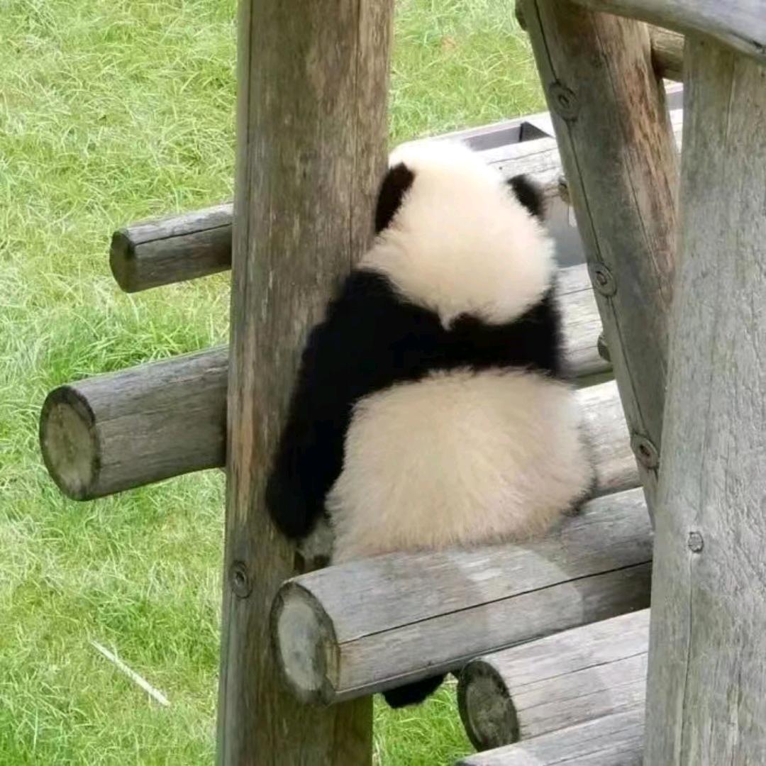 小嘎巴咚子
