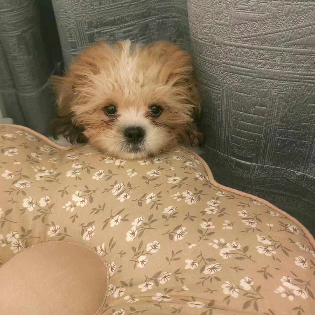 烧烤伴侣，李毛豆