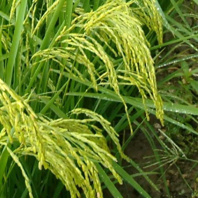 涿郡御宴贡米（香米）