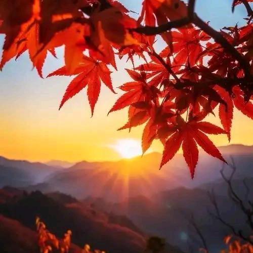 追遂阳光