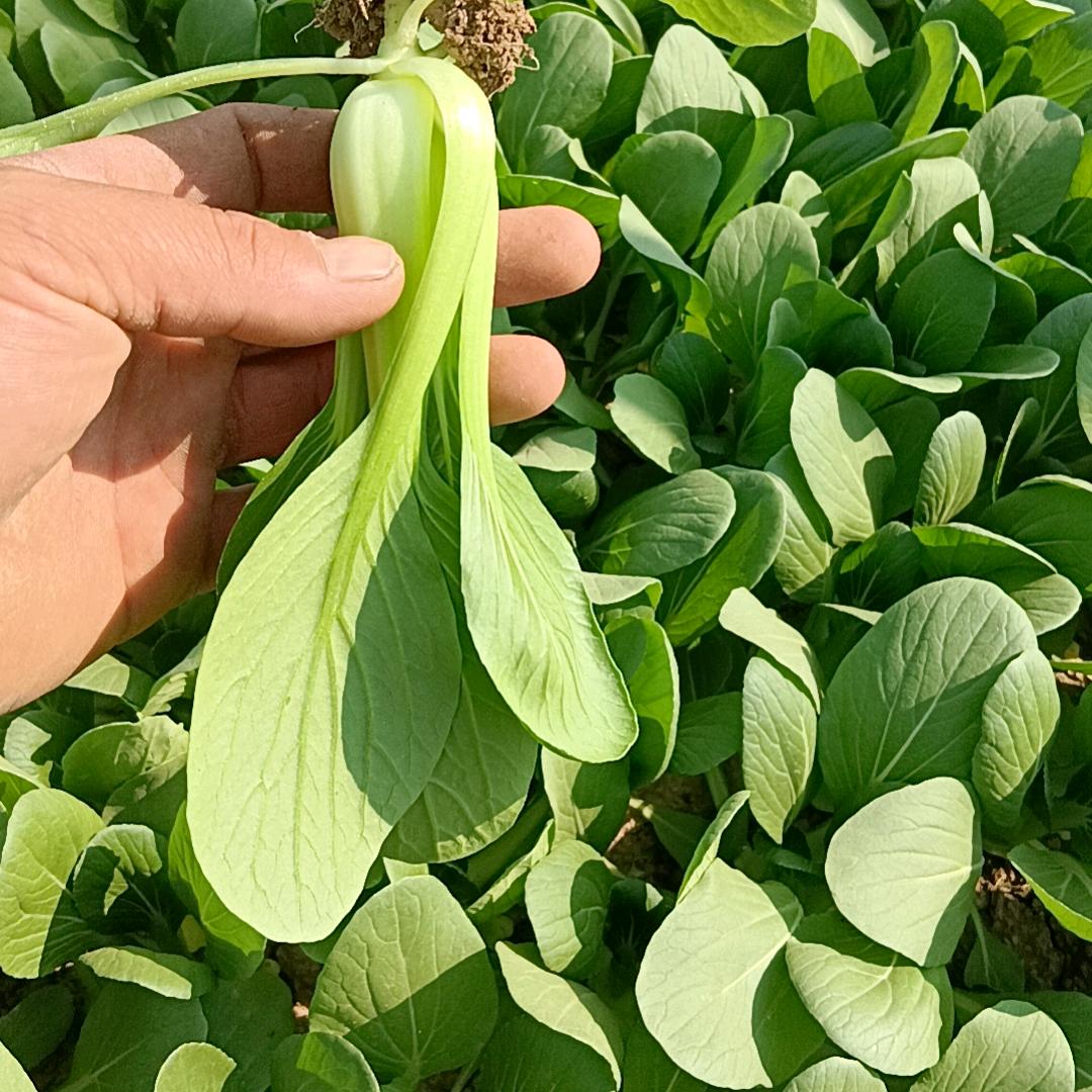 蔬菜搬运工