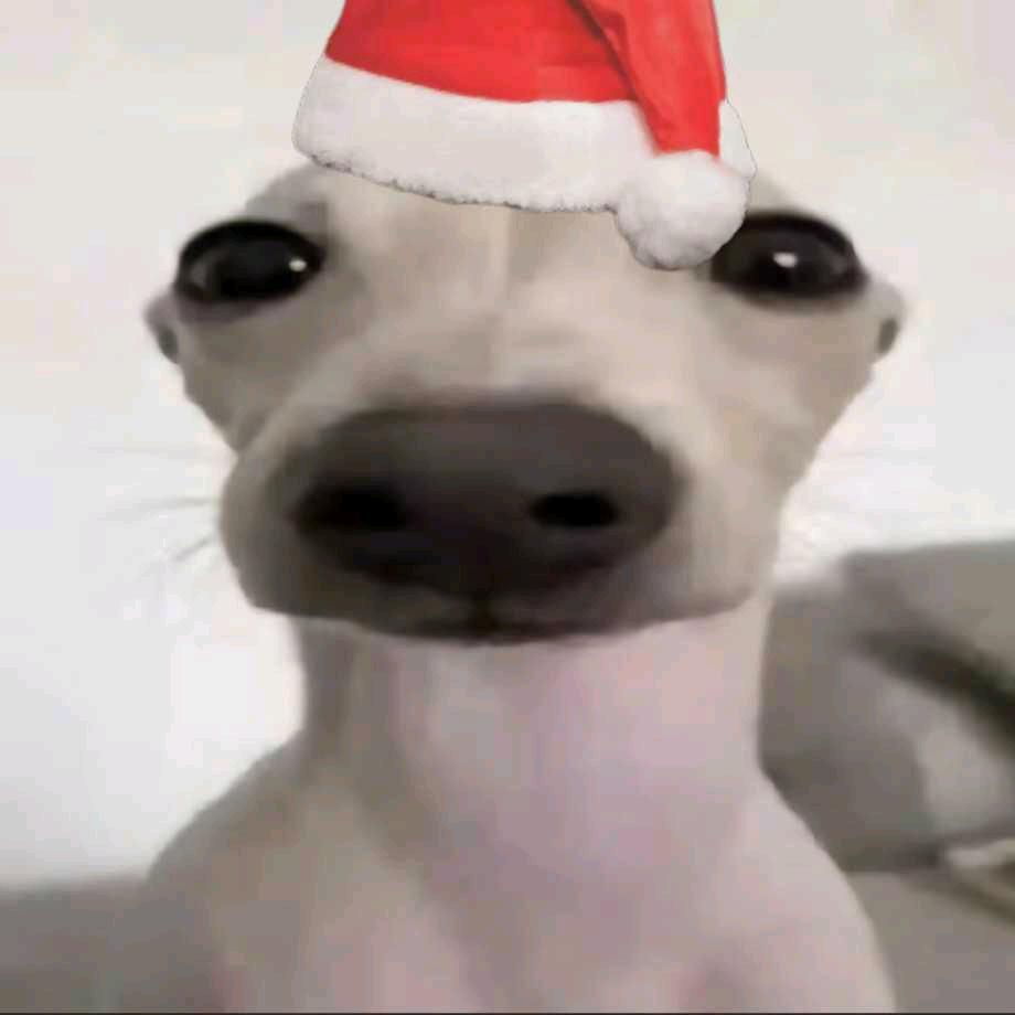 臭狗