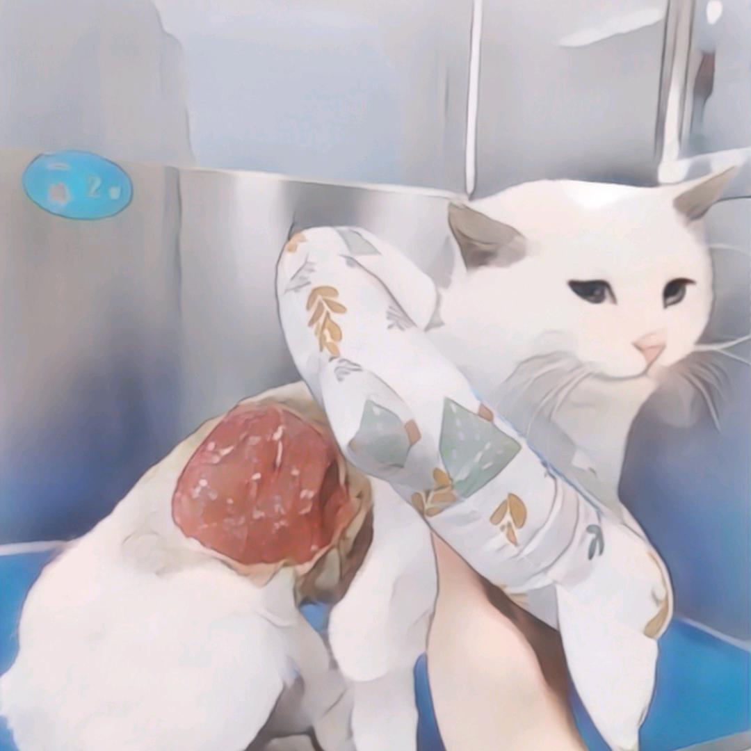 流浪猫小十