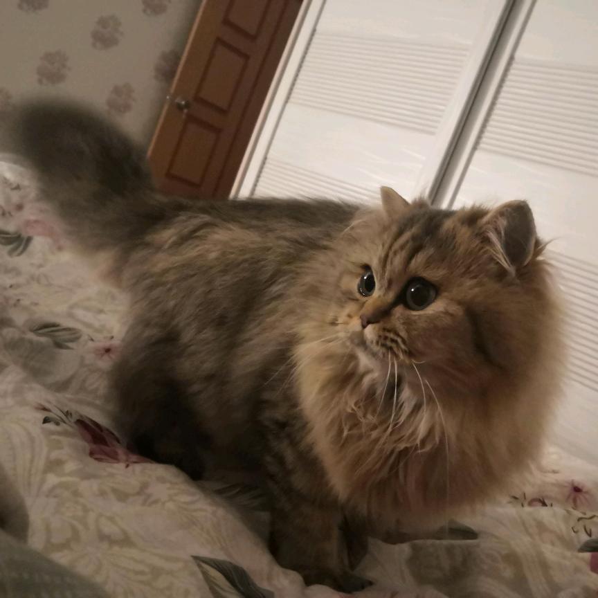 土豆子不爱吃土豆